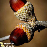 بلوط, میوه, پاییز