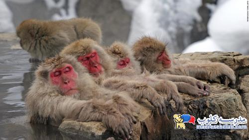 زنگ تفریح :دی