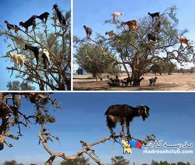 اطلاعات گردشگری قاره آفریقا