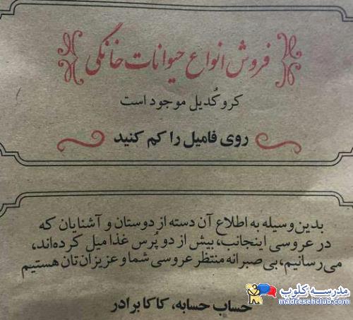 خرید حیوان خانگی