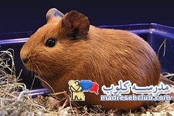 خرید حیوان خانگی