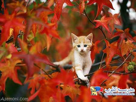 عکس های بی نظیر از حیوانات در فصل پاییز