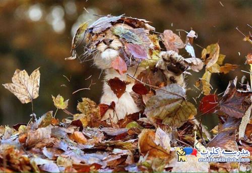 عکس های بی نظیر از حیوانات در فصل پاییز