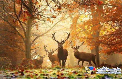 عکس های بی نظیر از حیوانات در فصل پاییز