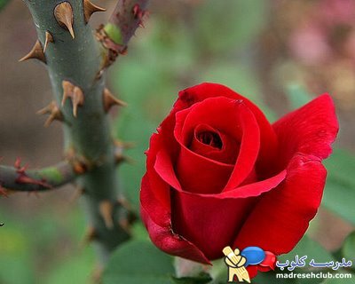 داستان آموزنده برای کودکان | قصه های جذاب برای بچه ها